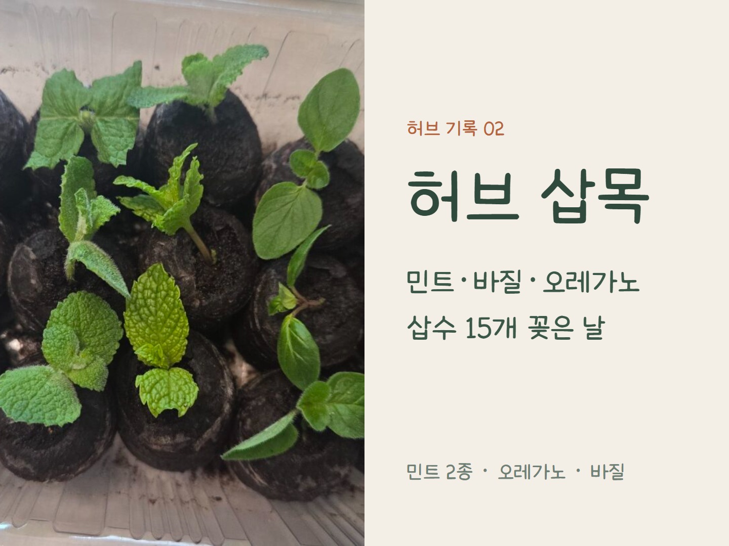 허브 삽목 기록 표지: 민트, 바질, 오레가노 삽수 15개를 꽂은 지피펠렛