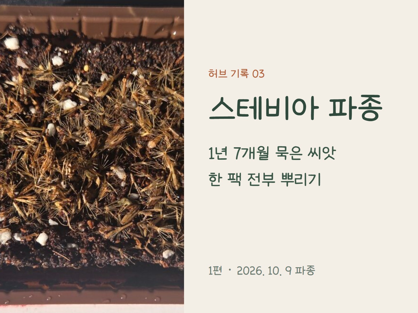 스테비아 파종 기록 표지: 상토 위에 뿌린 스테비아 씨앗