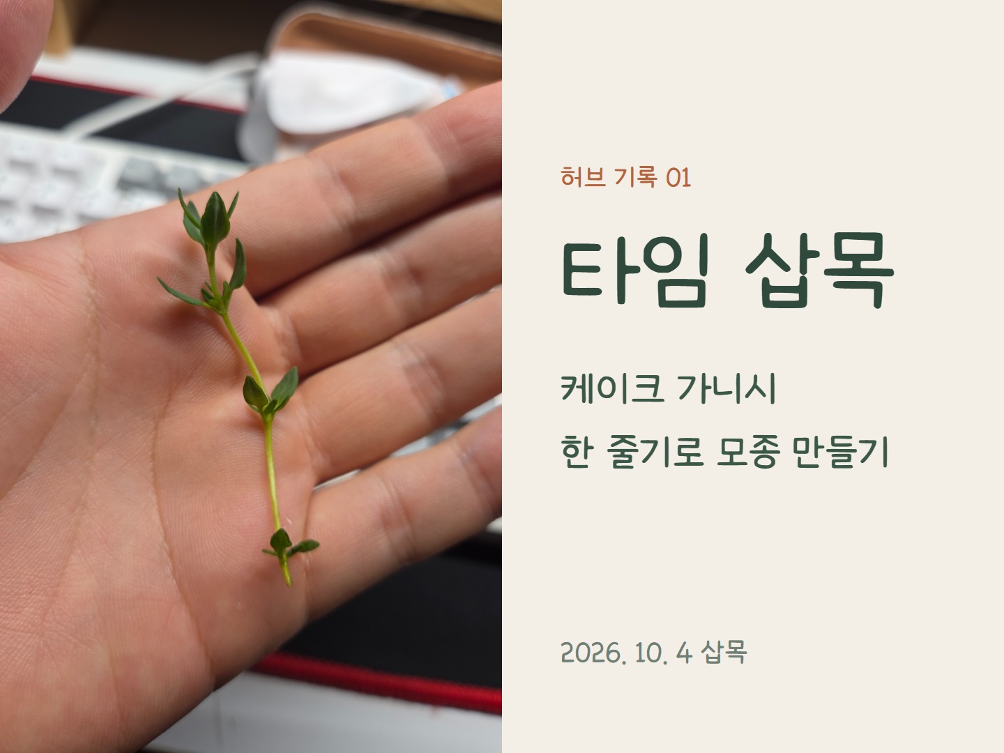 타임 삽목 기록 표지: 케이크 가니시로 받은 커먼 타임 한 줄기를 손바닥에 올린 사진