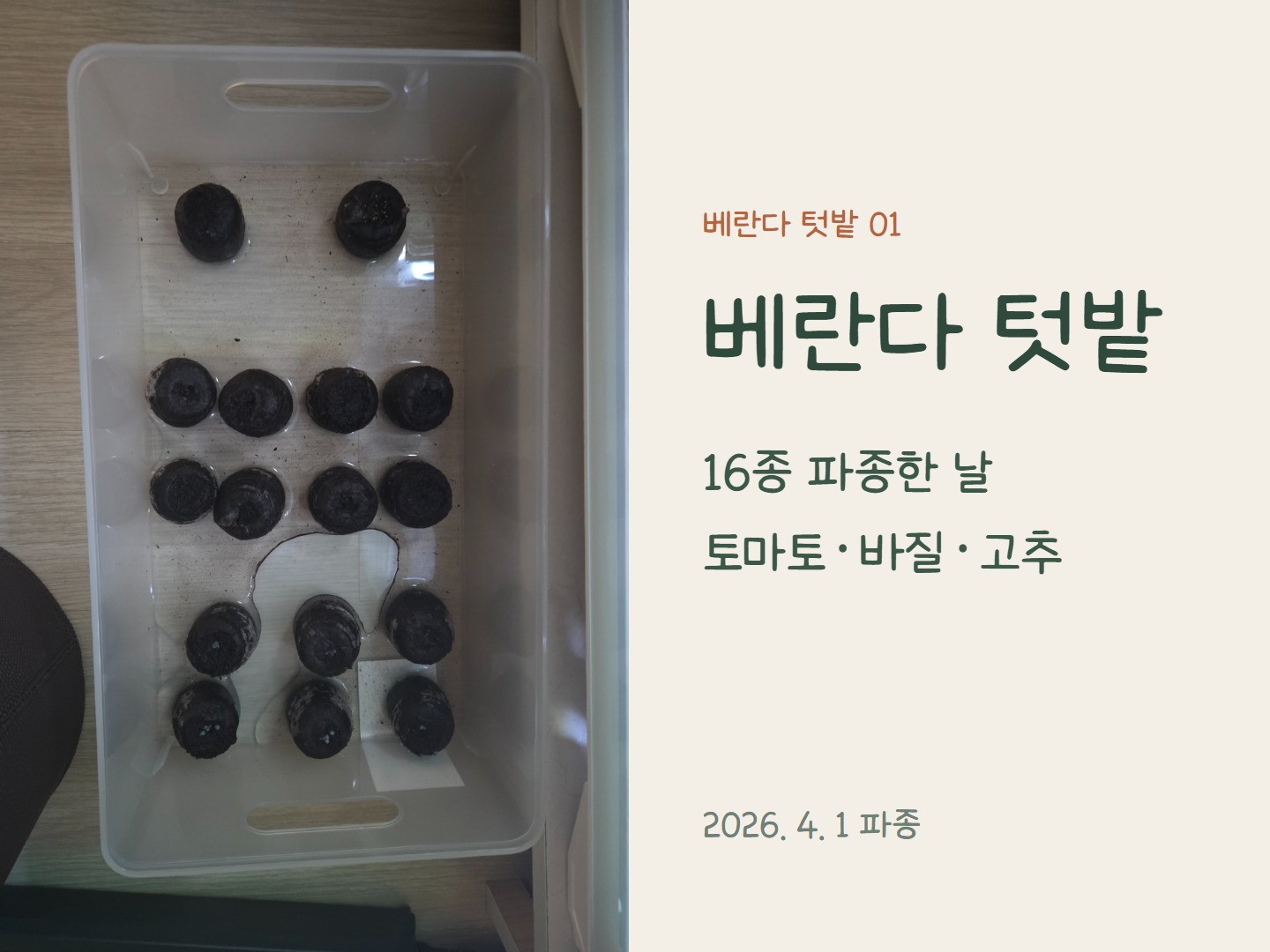 베란다 텃밭 파종 기록 표지: 지피펠렛 16개에 토마토·바질·고추·루꼴라를 파종한 트레이